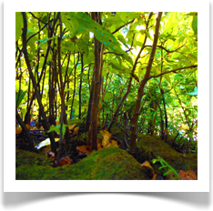 Live Plants Gallery